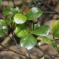 Ficus diversiformis Miq.